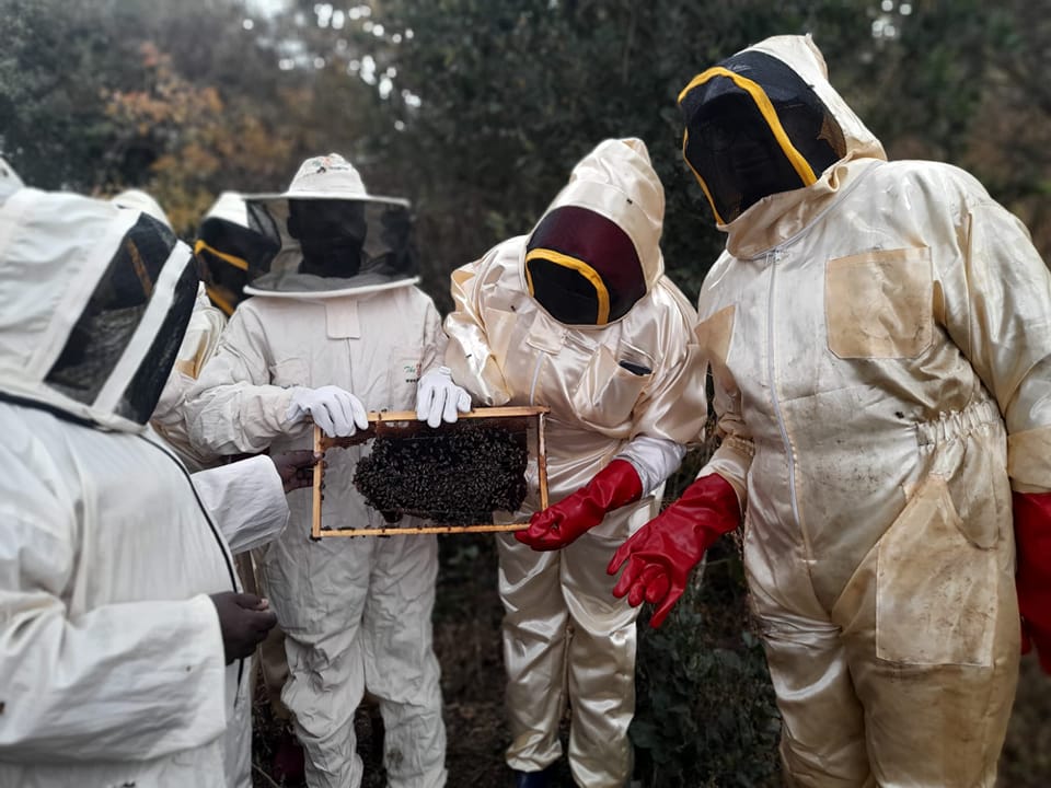Benefits of Beekeeping for Farmers and the Environment